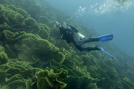 Taveuni Cabbage Coral + Diver
